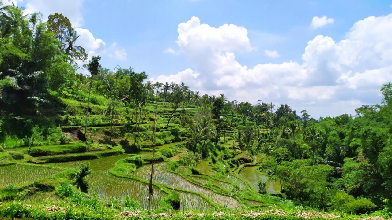 Mysha Guest House-Lombok Tetebatu Kültér fotó